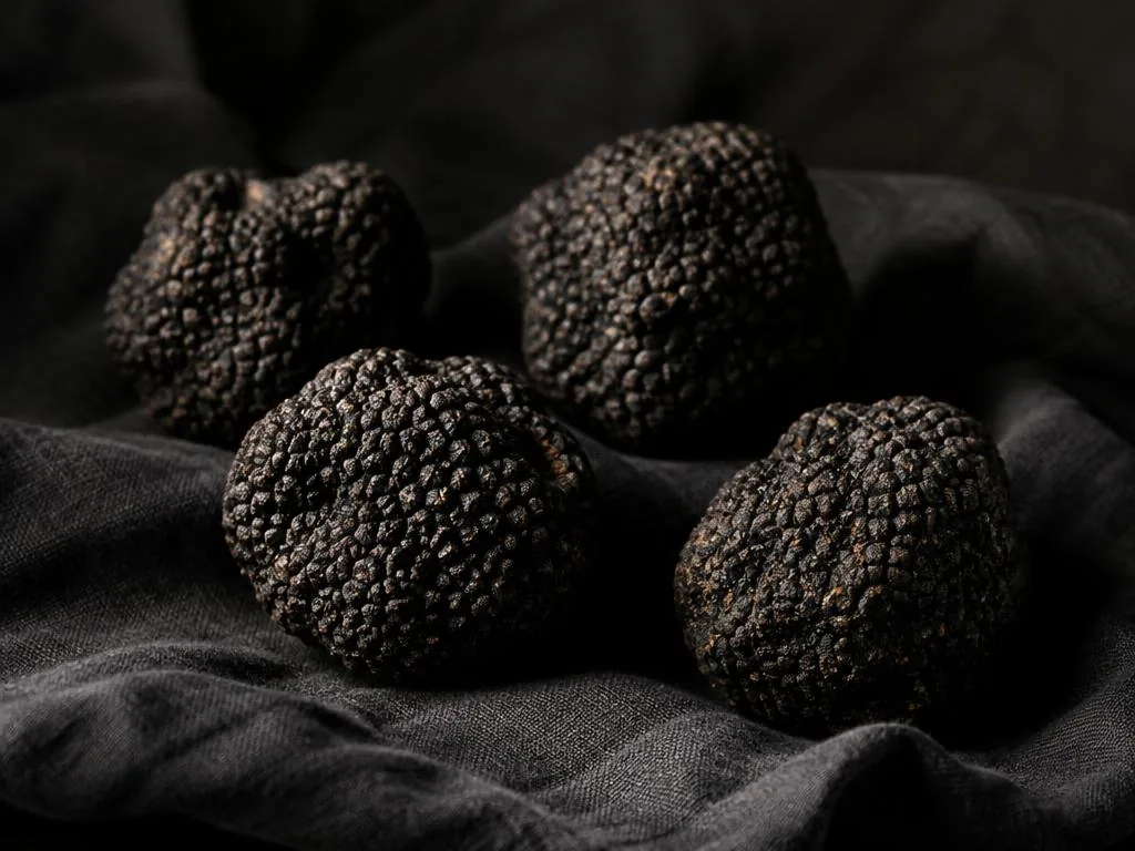 Whole fresh black winter truffles resting on dark linen